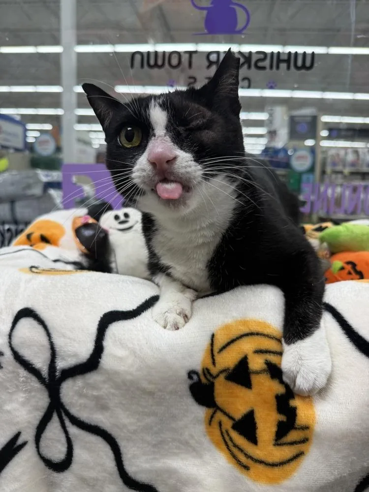 A young small-sized female Black & White / Tuxedo Domestic Short Hair cat named Maribel for adoption in Orlando, FL