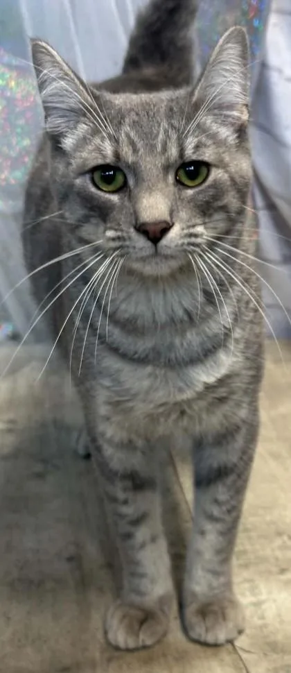 A young medium-sized male Domestic Short Hair cat named Whiskers for adoption in Shreveport, LA