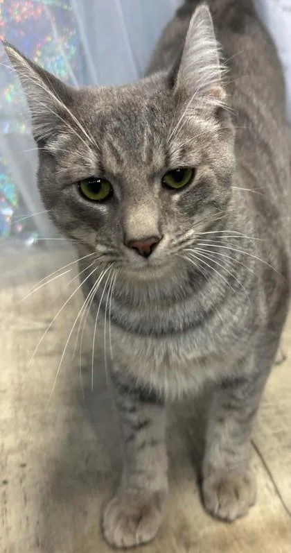 Whiskers thumbnail 2