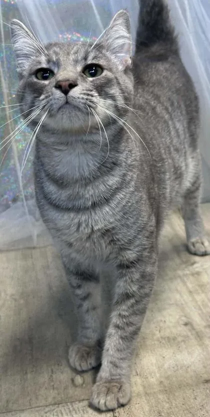 Whiskers thumbnail 3