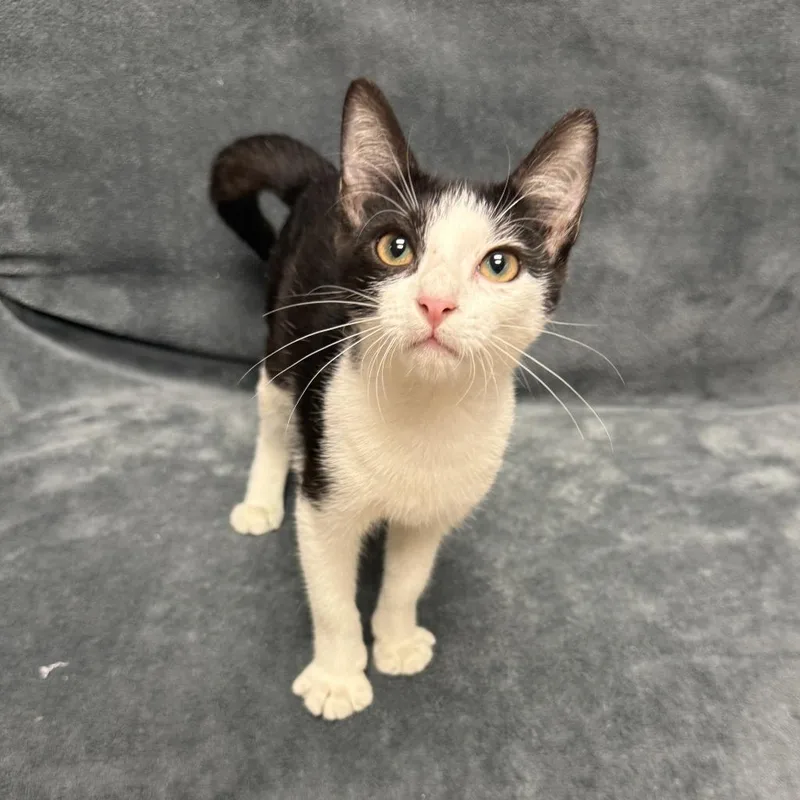 A baby medium-sized female Domestic Short Hair cat named Oreo for adoption in Brenham, TX