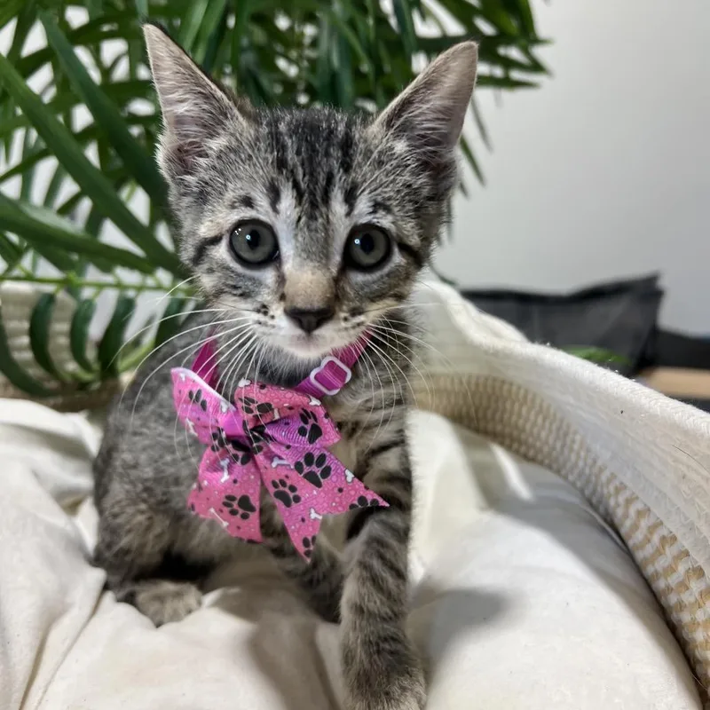 Speed Racer thumbnail 2