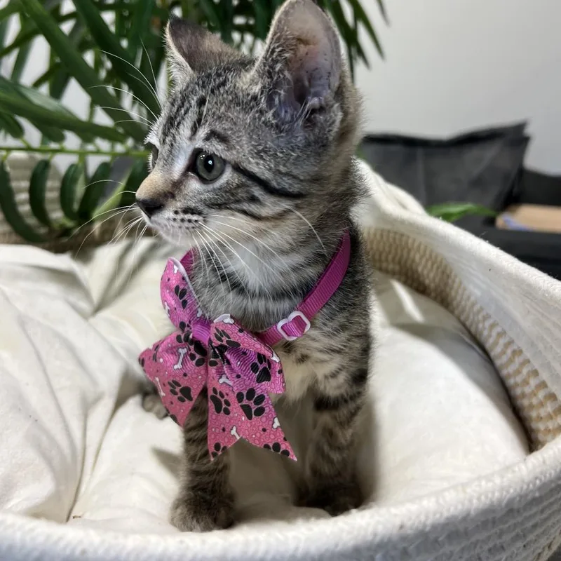 Speed Racer thumbnail 3