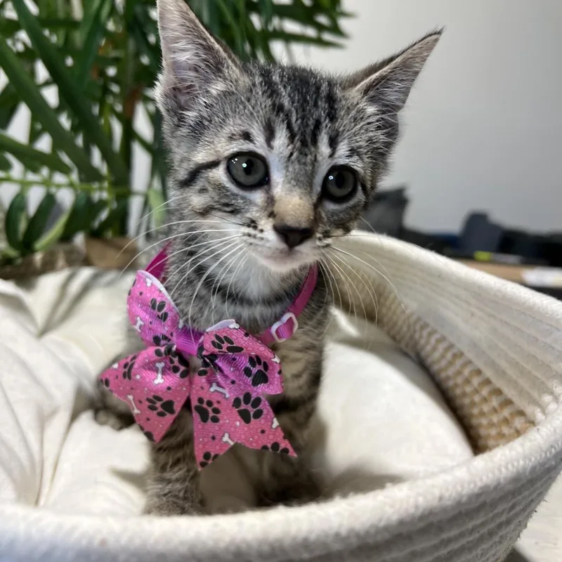 Speed Racer thumbnail 4