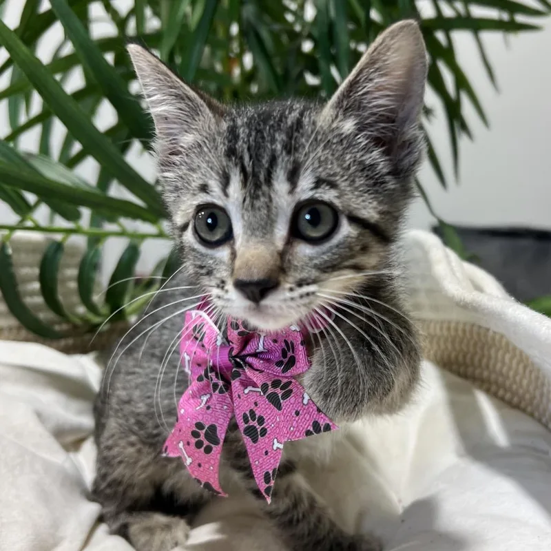 Speed Racer thumbnail 5