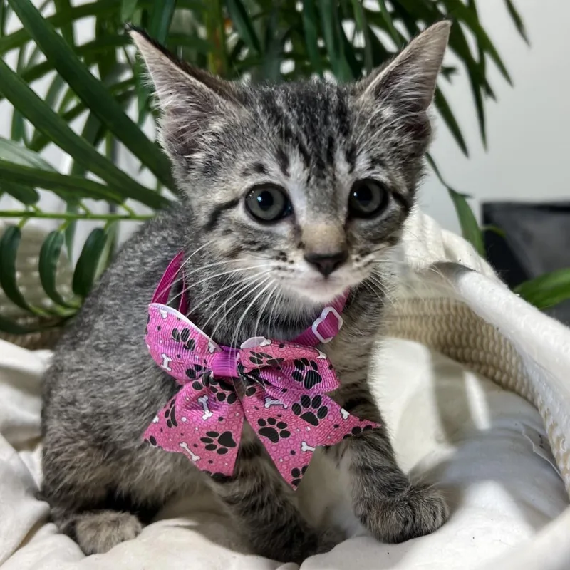 Speed Racer thumbnail 6