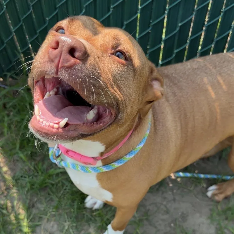 An adult medium-sized female Yellow / Tan / Blond / Fawn Pit Bull Terrier dog named Jersey for adoption in Newark, NJ