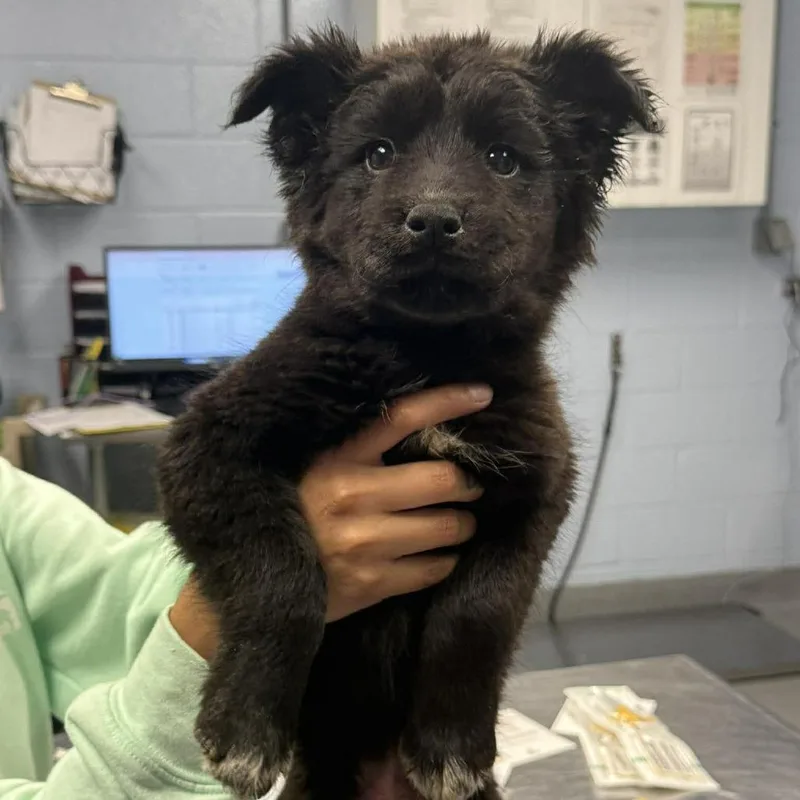 A baby medium-sized female Black Husky dog named Presley for adoption in Martinsville, VA