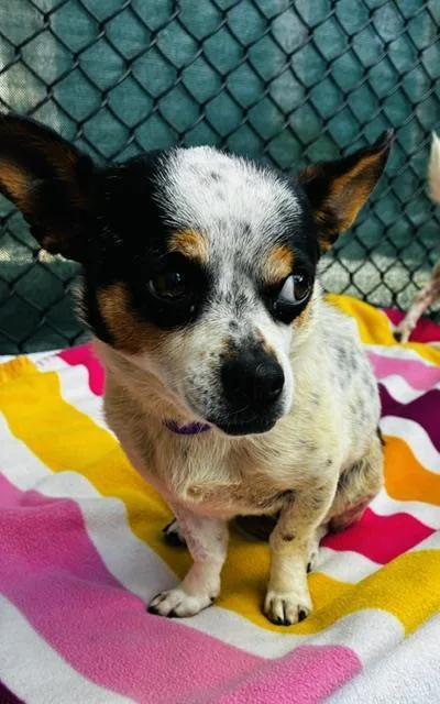 An adult small-sized male Chihuahua dog named Buttons for adoption in Santa Maria, CA