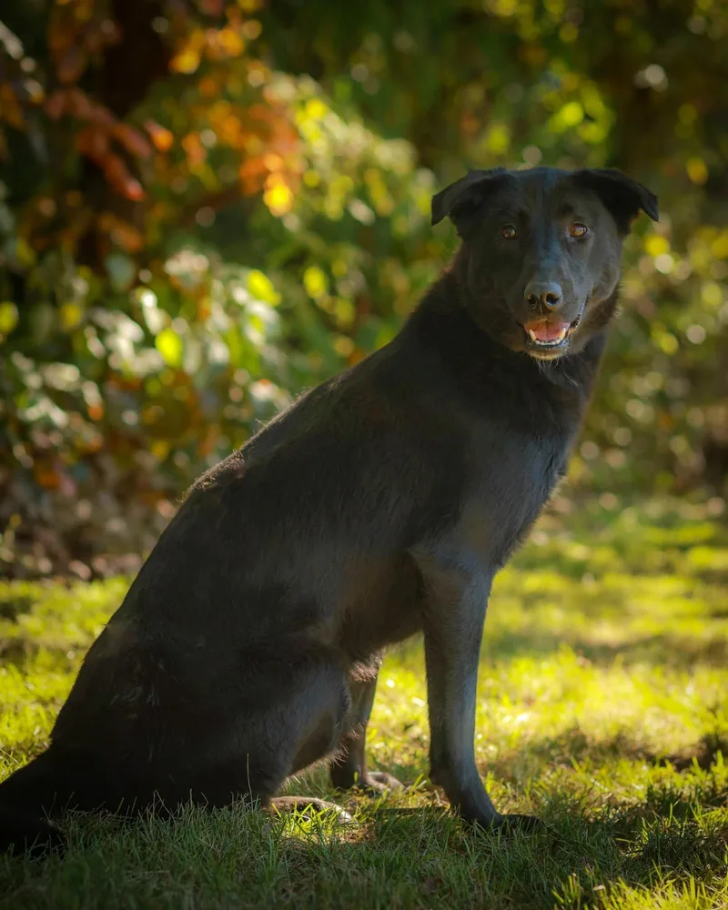 An adult large-sized female Black German Shepherd Dog named Black Pearl for adoption in Bridgeport, CT