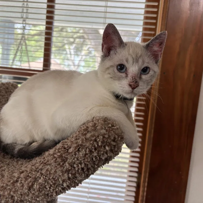 A young small-sized female White Siamese cat named Taub for adoption in League City, TX