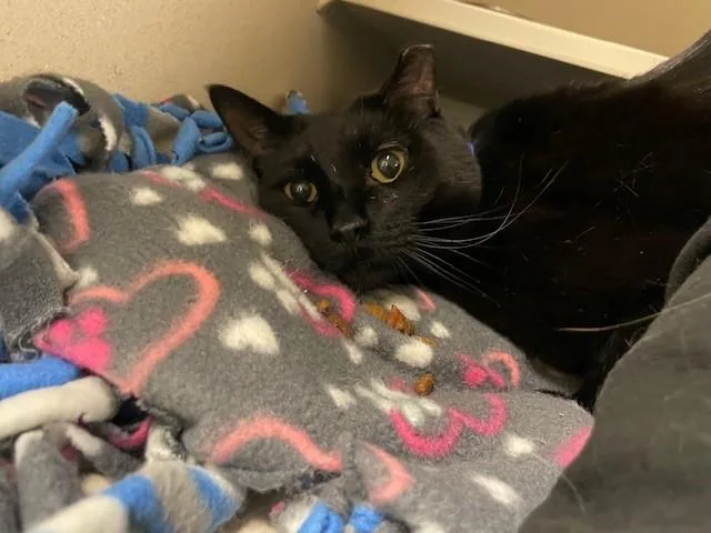 A senior small-sized male Domestic Short Hair cat named Nito for adoption in Denver, CO