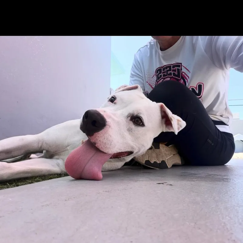 A young medium-sized male White / Cream Labrador Retriever dog named Zephyr for adoption in Coconut Creek, FL