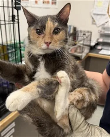An adult medium-sized female Domestic Short Hair cat named Li'l Momma for adoption in Van Nuys, CA