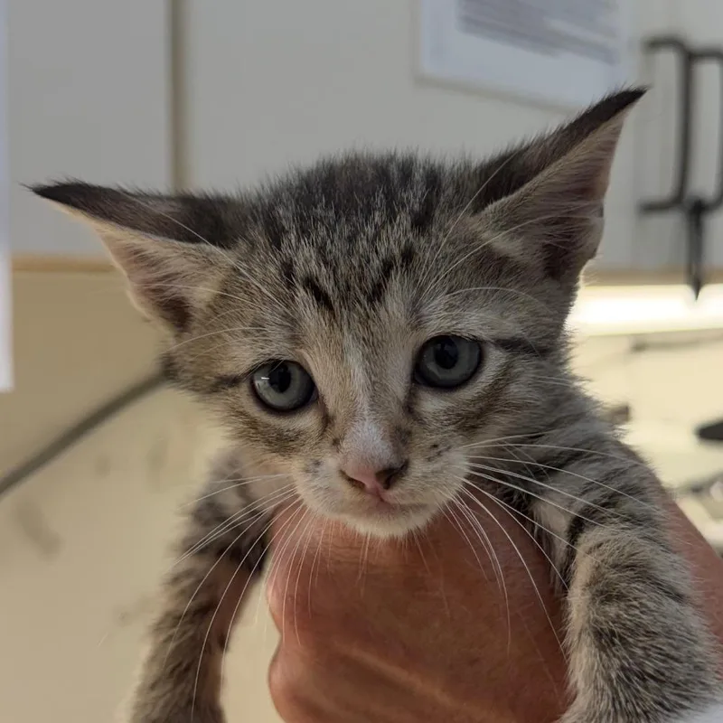 A baby small-sized female Gray / Blue / Silver Domestic Short Hair cat named Slipper for adoption in Auburn, AL