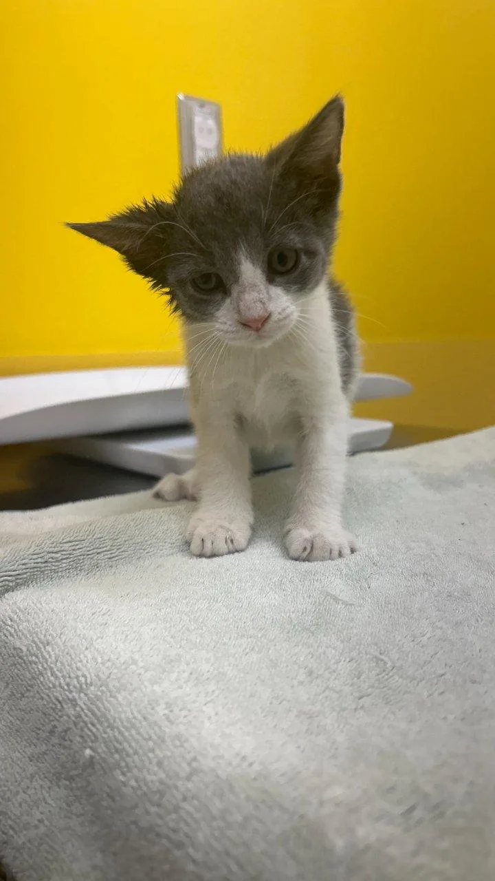A baby small-sized female Gray / Blue / Silver Domestic Short Hair cat named Carson for adoption in Raleigh, NC