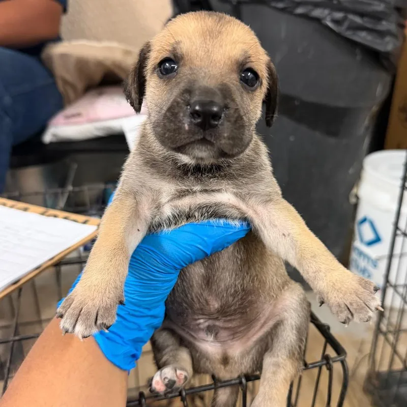 A baby medium-sized male Brown / Chocolate Shepherd dog named Gino G for adoption in Edinburg, TX