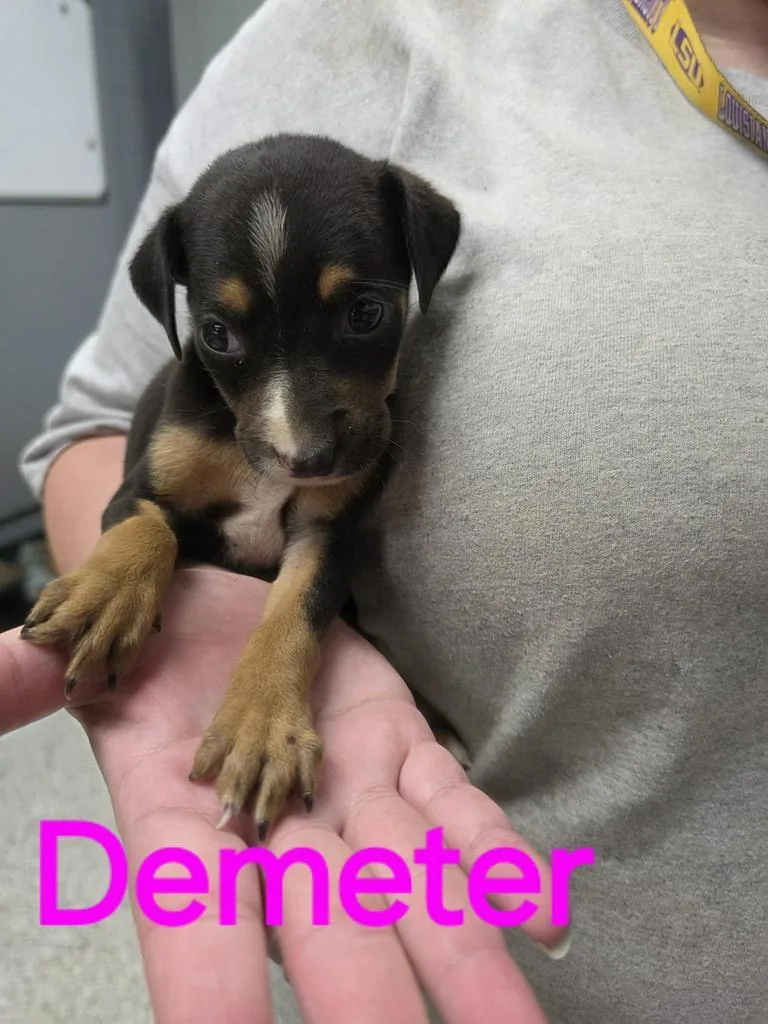 Demeter thumbnail 2