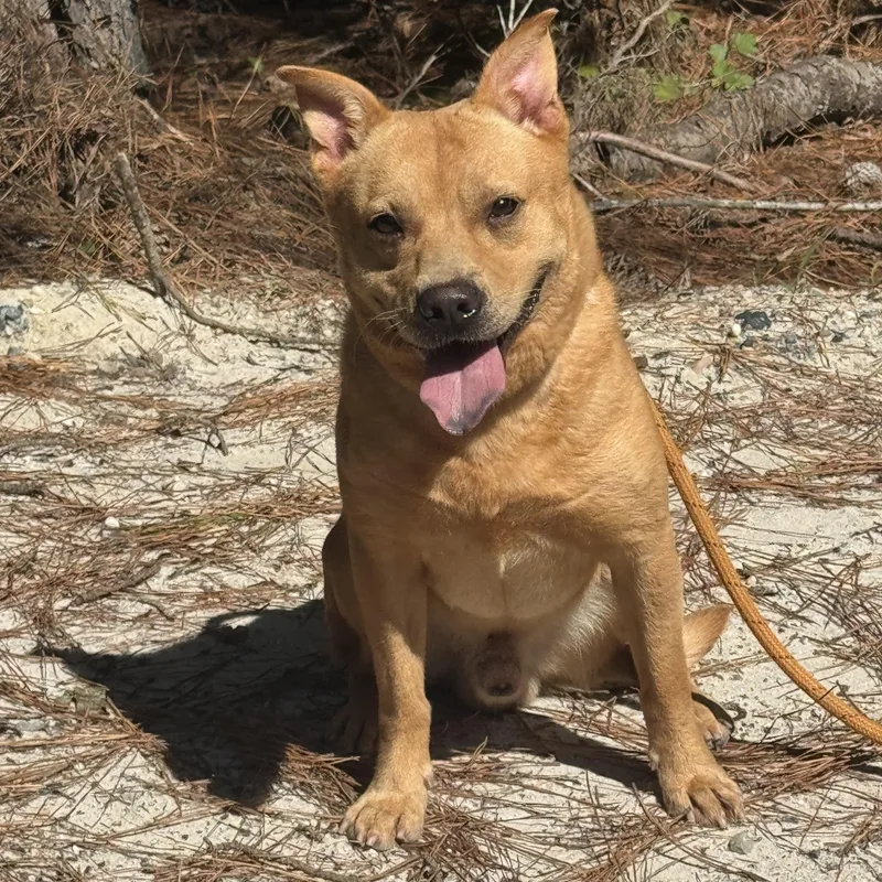 An adult small-sized male Shiba Inu dog named Rusty for adoption in Salisbury, MD