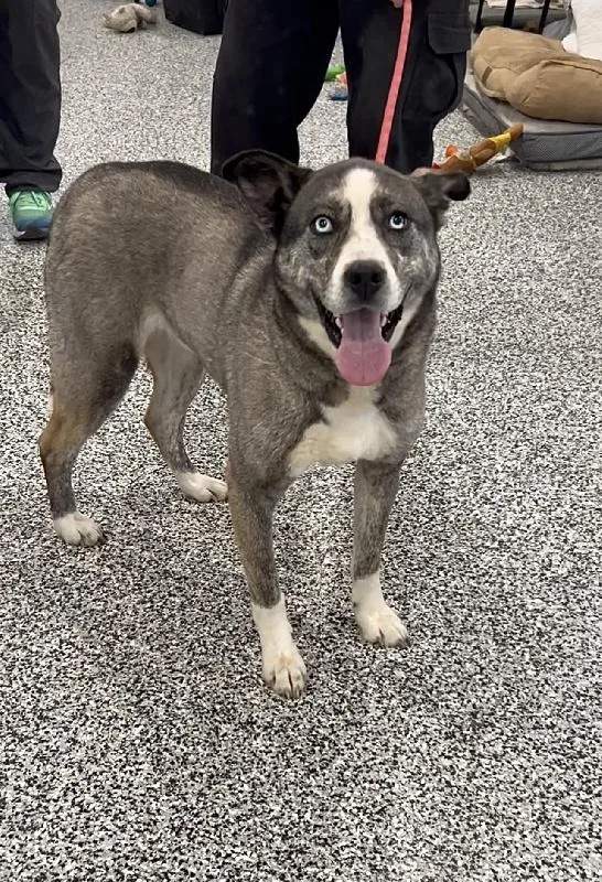 An adult medium-sized male Husky dog named Curly for adoption in Aurora, IL