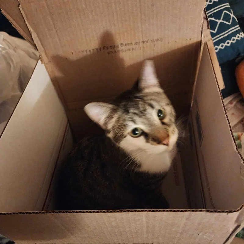 A young medium-sized male Tabby (Brown / Chocolate) Domestic Short Hair cat named Arlo for adoption in Philadelphia, PA
