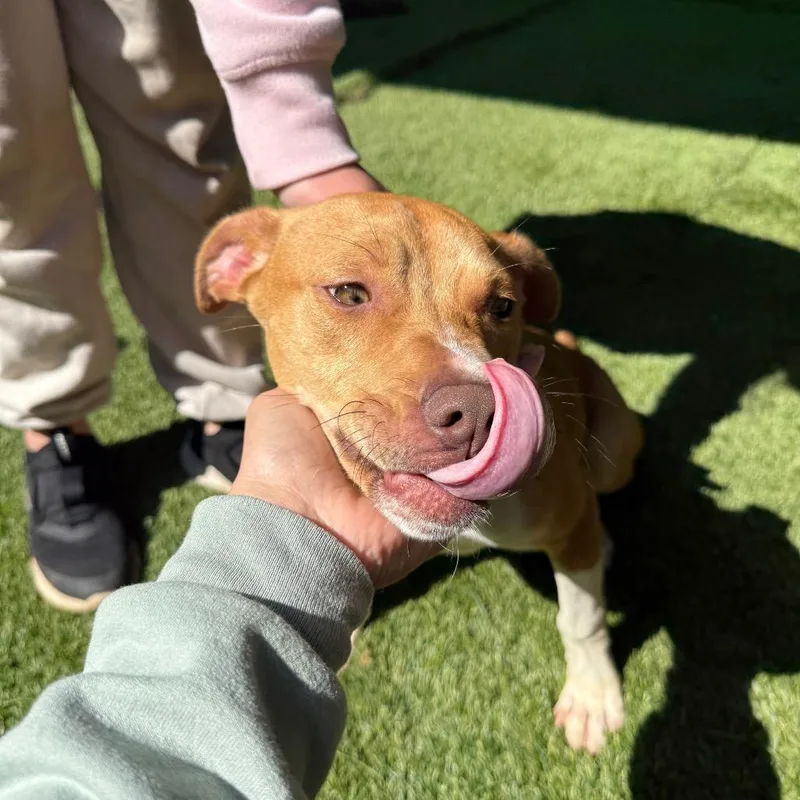 A young small-sized male Apricot / Beige Mixed Breed dog named Troy for adoption in Hamilton, GA