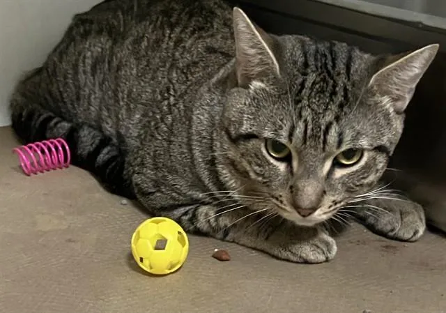 A young medium-sized male Domestic Short Hair cat named Cheetos for adoption in Boston, MA