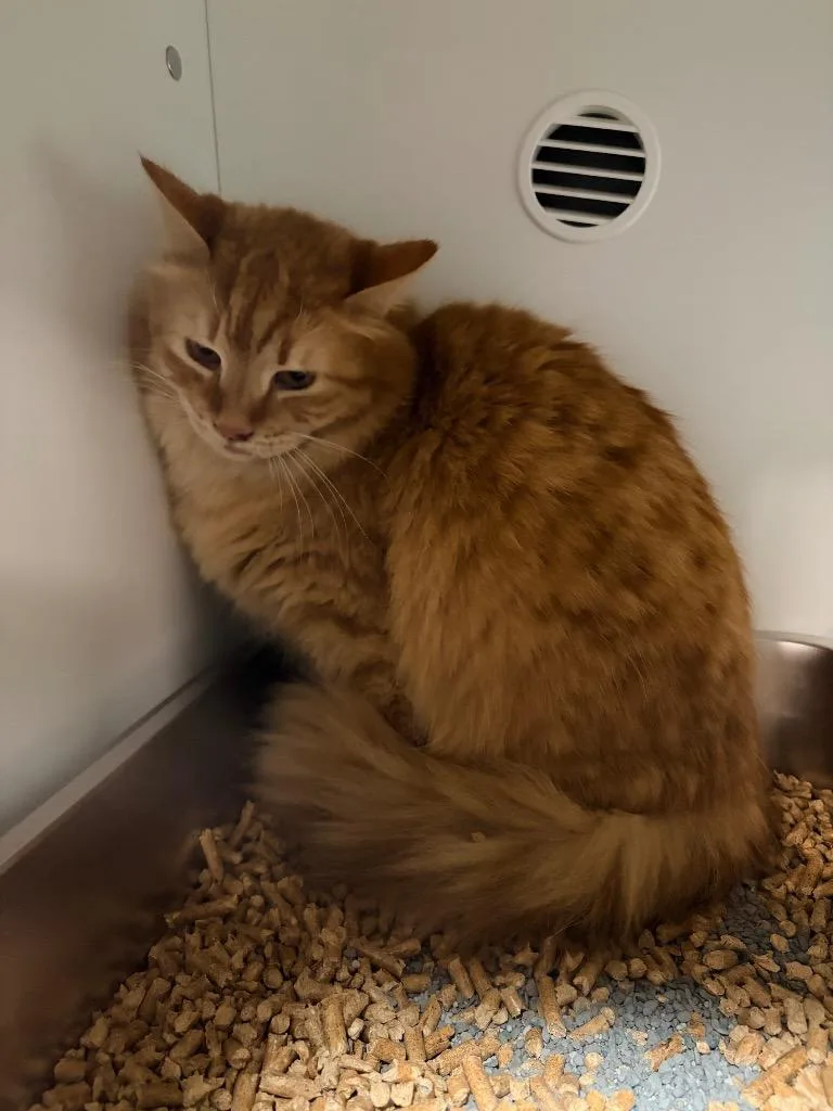 An adult medium-sized female Domestic Long Hair cat named Peony for adoption in Huntington, IN