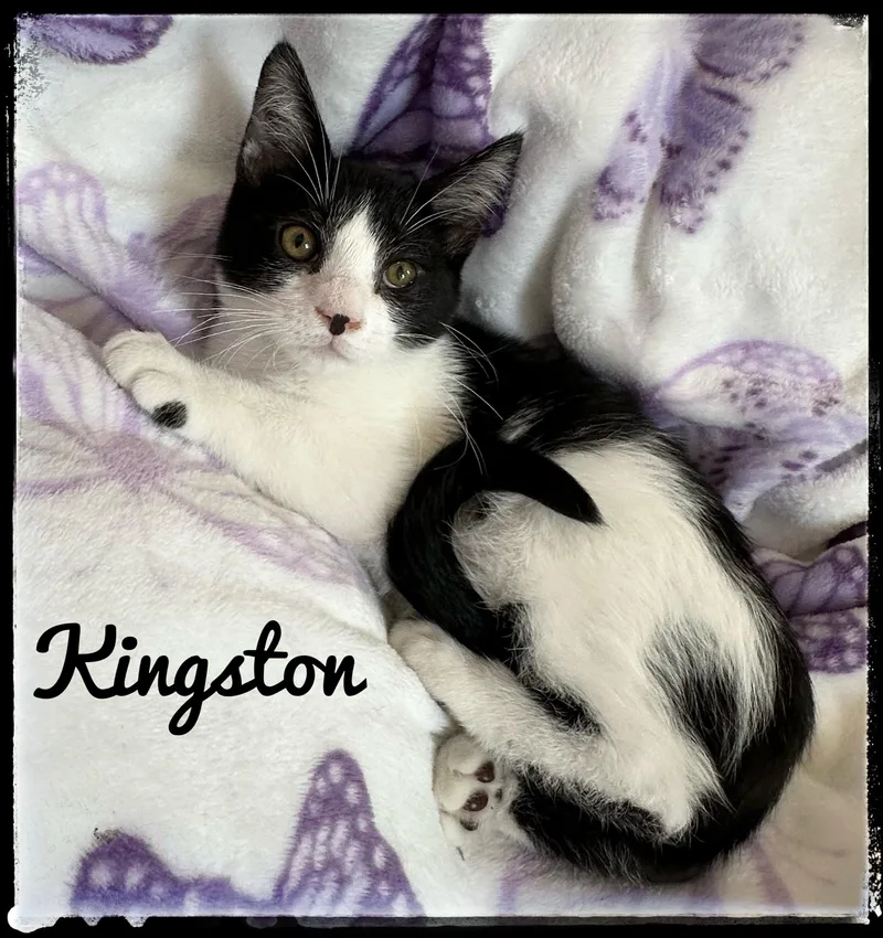 Kingston