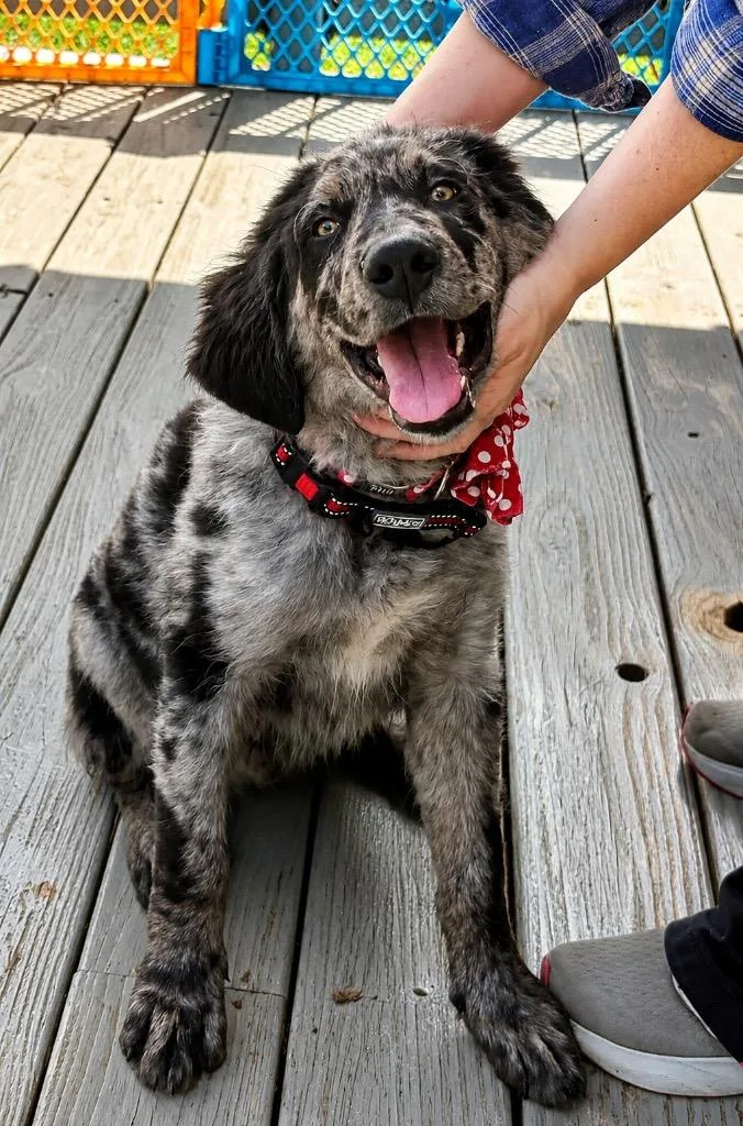 A baby extra large-sized male Great Pyrenees dog named Crush for adoption in Princeton, MA