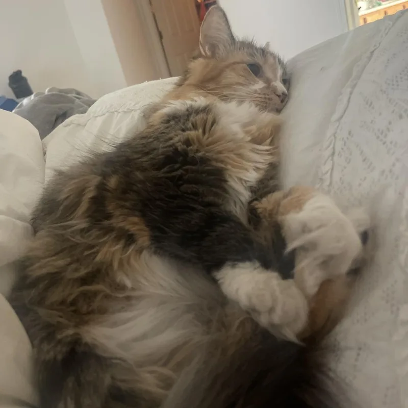 An adult small-sized female Brown / Chocolate Domestic Long Hair cat named Caddy Home To for adoption in South Elgin, IL