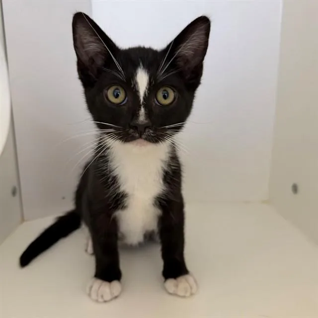 A baby small-sized male Domestic Short Hair cat named Felix for adoption in Ontario, CA