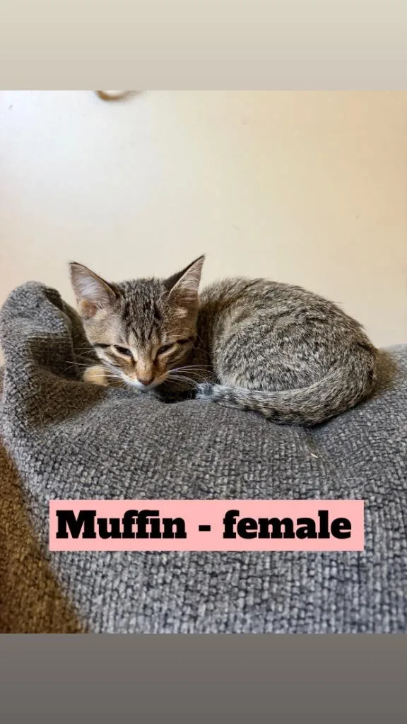 Muffin