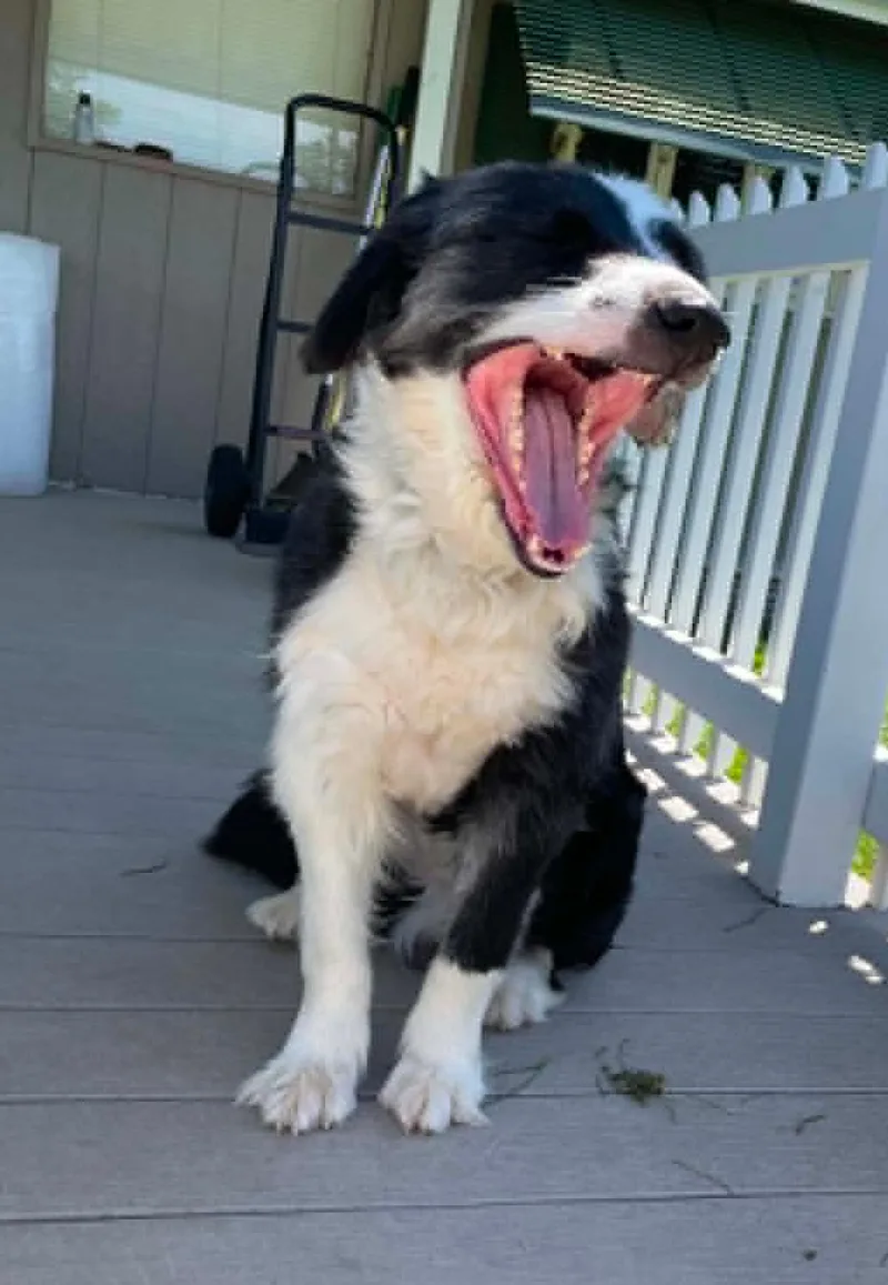 An adult medium-sized male Border Collie dog named Lucky for adoption in Seymour, IN