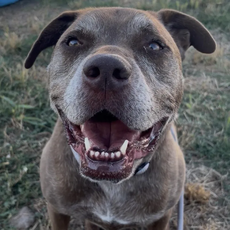 A senior large-sized male Labrador Retriever dog named Drako for adoption in Chico, CA