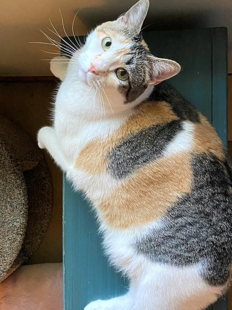 Cali And Bennie thumbnail 5