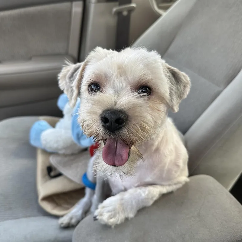An adult small-sized male White / Cream Mixed Breed dog named Fizz for adoption in Hinsdale, IL