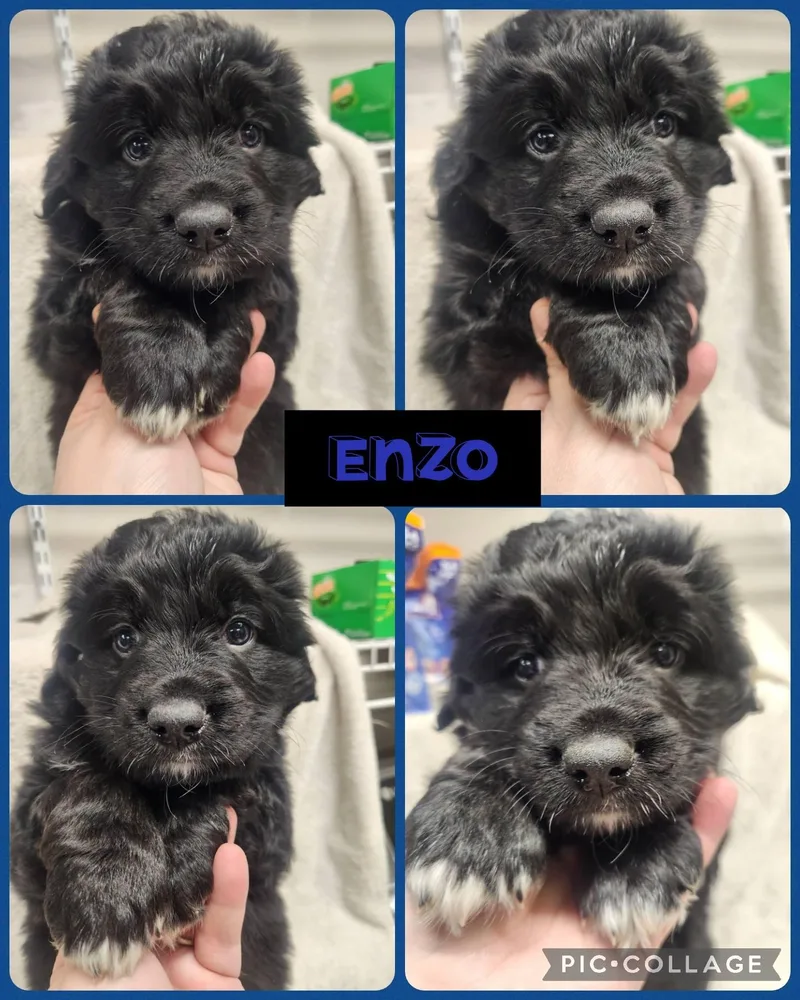 Enzo