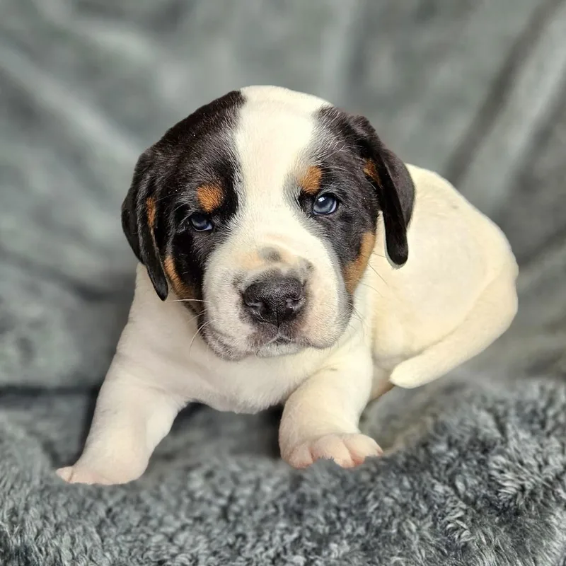 Bindi's Pup Skoll thumbnail 2