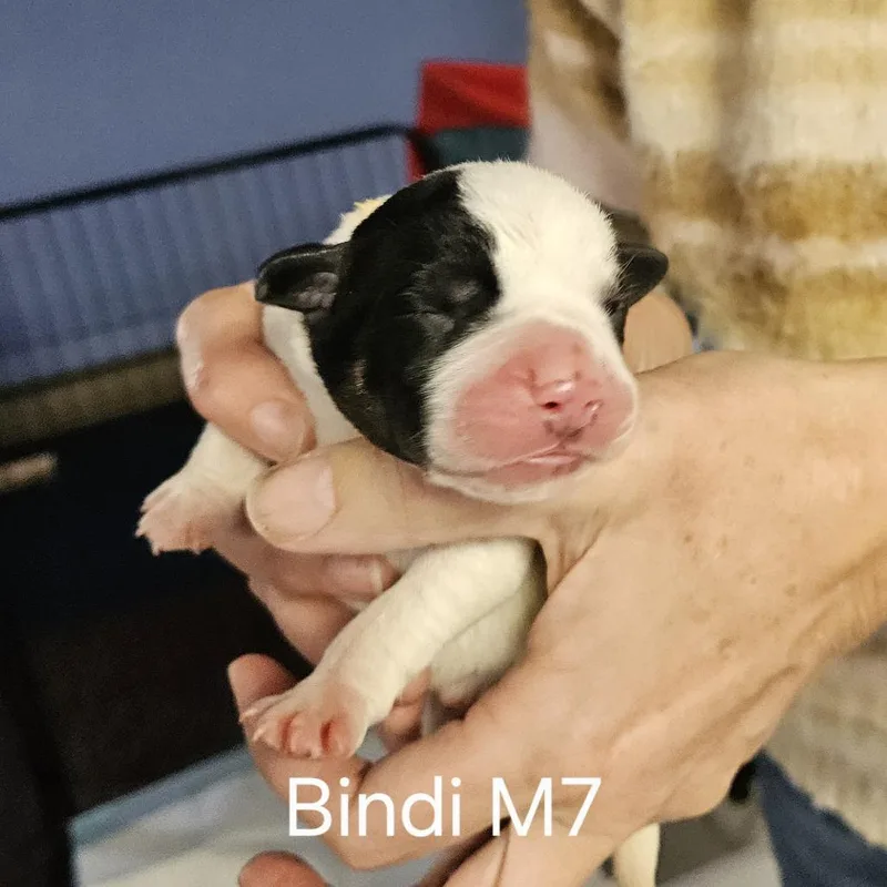 Bindi's Pup Skoll thumbnail 3