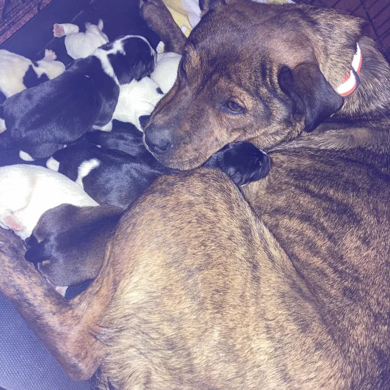 Bindi's Pup Skoll thumbnail 5