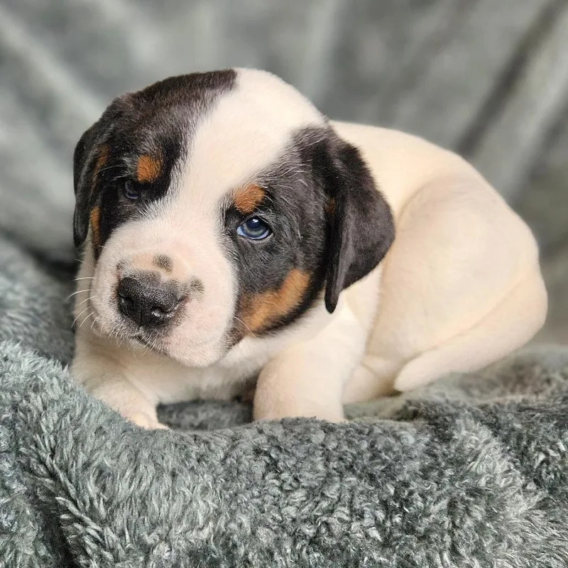 Bindi's Pup Skoll thumbnail 6