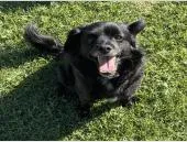 An adult small-sized female Black Chihuahua dog named AAD New Arrival! Luna for adoption in Armonk, NY