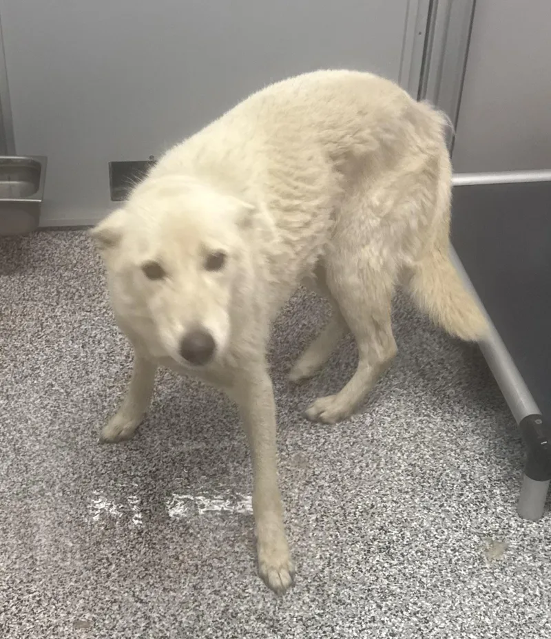 An adult large-sized male Husky dog named Alta for adoption in Atlantic, IA