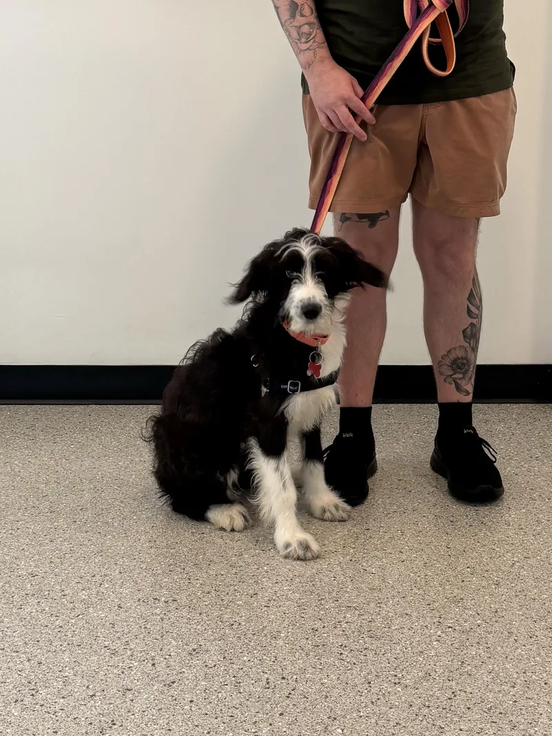 A baby medium-sized female German Wirehaired Pointer dog named Lolly for adoption in Chicago, IL