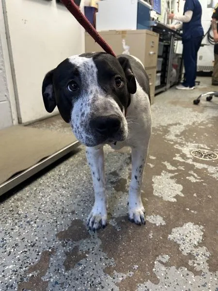 A young large-sized male Pit Bull Terrier dog named Chocolate Chip for adoption in Mobile, AL