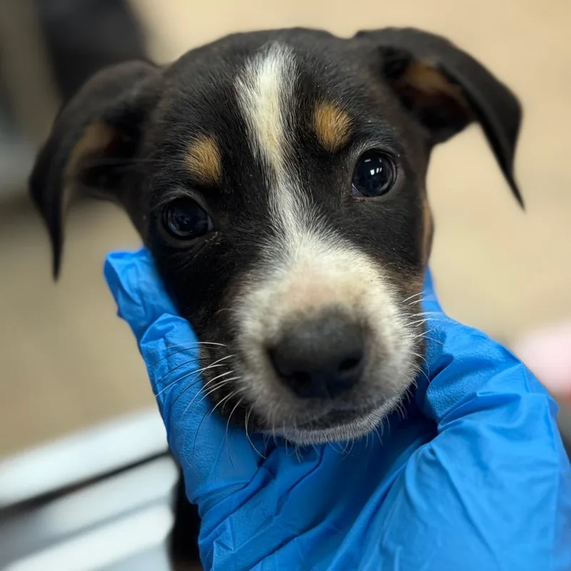 A baby small-sized male Hound dog named Versace for adoption in Birmingham, AL