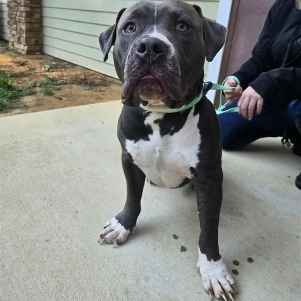 A young large-sized male American Bully dog named Yogi for adoption in Prince Frederick, MD