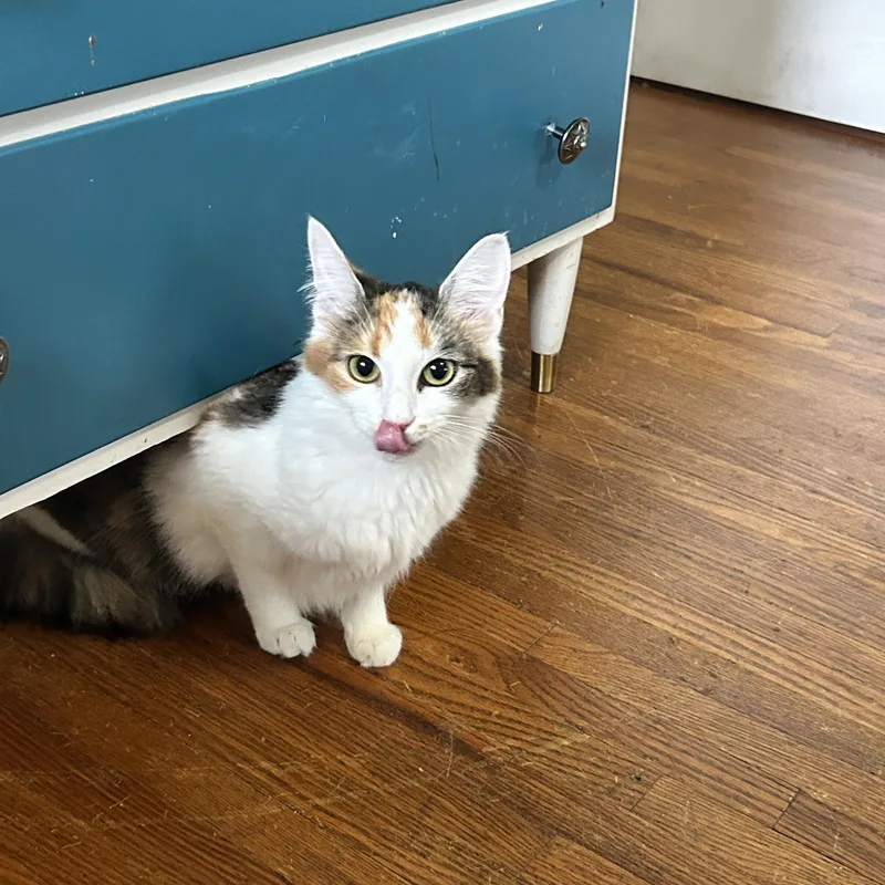 A baby medium-sized female Calico Domestic Medium Hair cat named Coty for adoption in Pittsburgh, PA