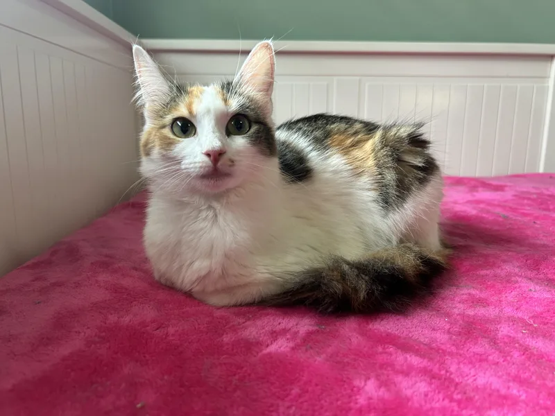 Coty thumbnail 5